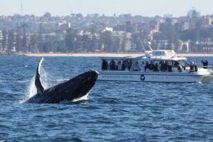 Whale Watching Boat Trip in Sydney - Whale Spotting Outside the Heads: how humpbacks show up