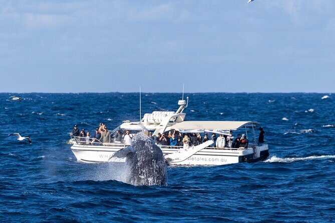 Whale Watching Boat Trip in Sydney - On-board commentary, crew teamwork, and whale education
