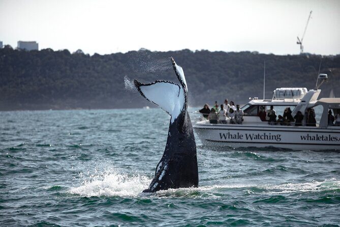 Whale Watching Boat Trip in Sydney - Small boat, small group: better viewing (and why it matters)