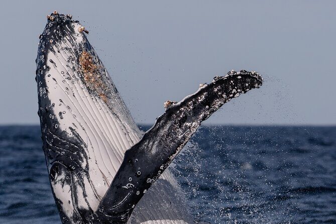 Whale Watching Boat Trip in Sydney - What to pack: rain, spray, and seasickness planning