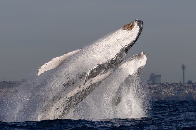 Whale Watching Boat Trip in Sydney - Stop-by-stop flow: what happens during the ride