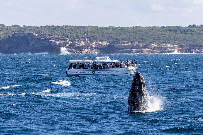 Whale Watching Boat Trip in Sydney - Price and value: is $99.70 worth it?