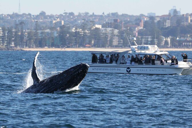 Whale Watching Boat Trip in Sydney - Whale Spotting Outside the Heads: how humpbacks show up