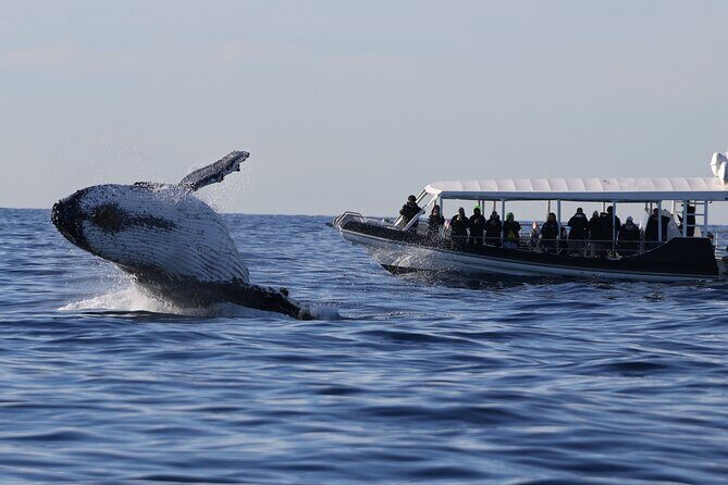 Whale Watching on Speed Boat with canopy from Sydney Harbour - Key highlights to know before you go