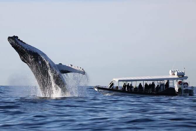 Whale Watching on Speed Boat with canopy from Sydney Harbour - Why this Circular Quay speed-boat whale watch feels personal