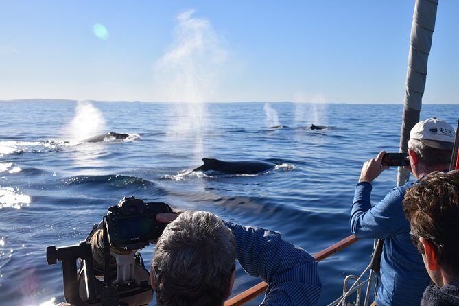 Whale Watching Sailing Experience in Sydney - Key things to know before you go