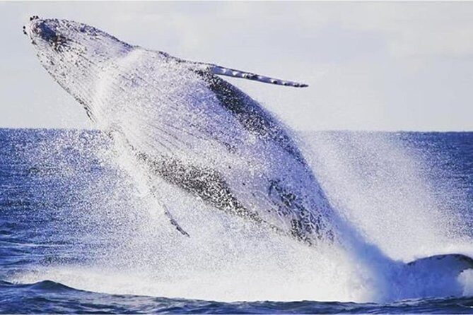 Whale Watching Sailing Experience in Sydney - Why this sailing whale watch feels different in Sydney