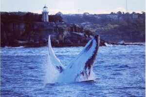 Whale Watching Sailing Experience in Sydney - Humpbacks in Sydney’s migration season: what you’re really timing