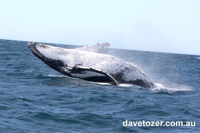 Whale Watching Sailing Experience in Sydney - What the crew does well: Douglas, Sharon, and Gavin’s onboard approach