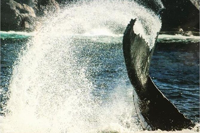 Whale Watching Sailing Experience in Sydney - What you’ll likely spot (and how to manage expectations)