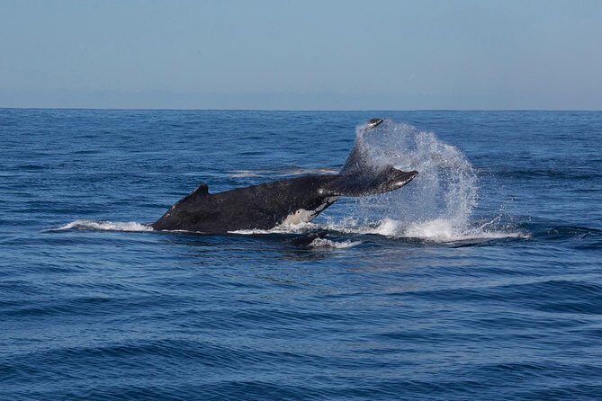 Whale Watching Sailing Experience in Sydney - Who should book this Sydney whale sail (and who should skip it)