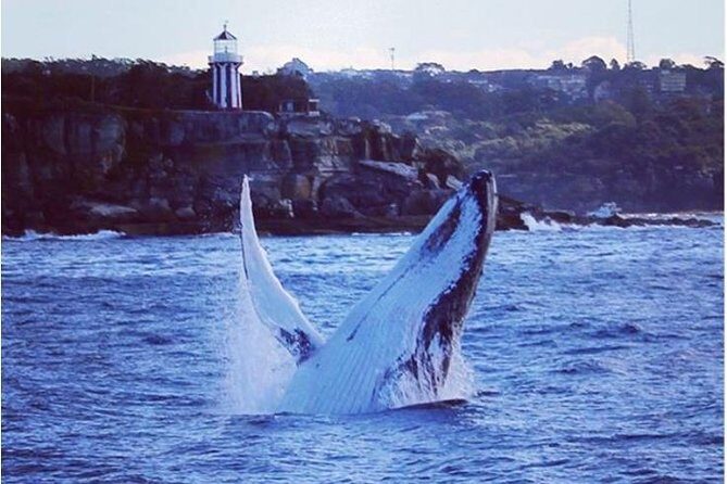 Whale Watching Sailing Experience in Sydney - Humpbacks in Sydney’s migration season: what you’re really timing