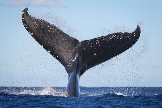 Whale Watching Sydney 2-Hour Express Cruise - Circular Quay Wharf 6 and the express route to open ocean