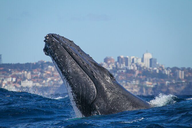 Whale Watching Sydney 2-Hour Express Cruise - Should you book Whale Watching Sydney 2-Hour Express Cruise?