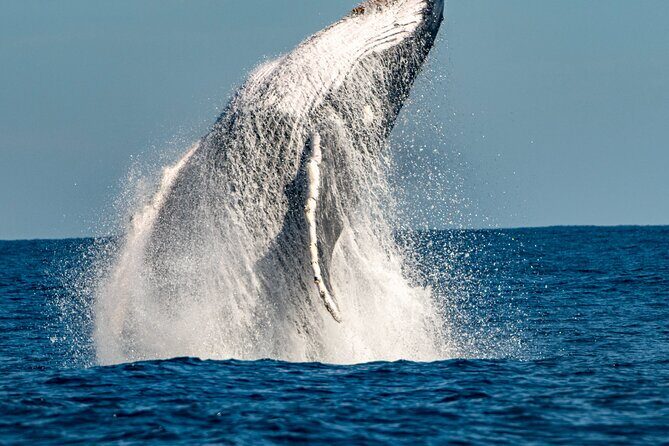 Whale Watching Sydney - From King Street Wharf to the Opera House view