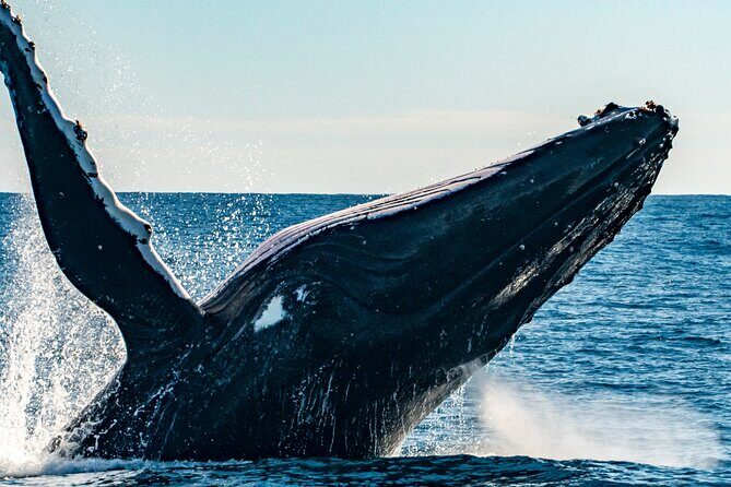 Whale Watching Sydney - Your whale-watching time: how the chase usually feels