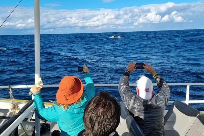 Whale Watching Sydney - Other sightings: dolphins on the way back