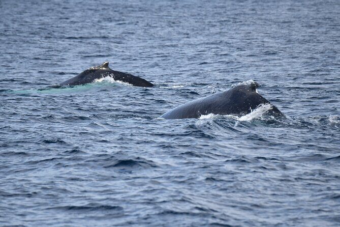 Whale Watching Sydney - Timing, weather, and the 2-hour expectation