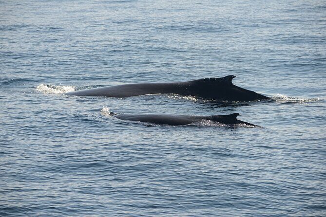 Whale Watching Sydney - Quick practical tips to help your day go smoothly