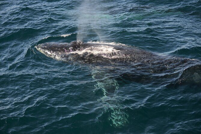 Whale Watching Sydney - Why the Adventure boat feels different: fast and low-profile