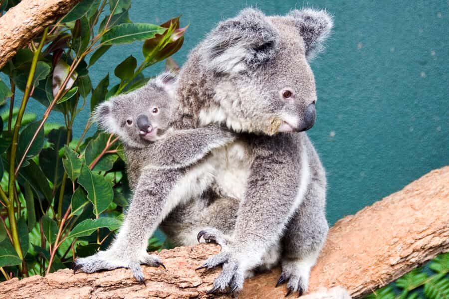 WILD LIFE Sydney Zoo - Key highlights at a glance