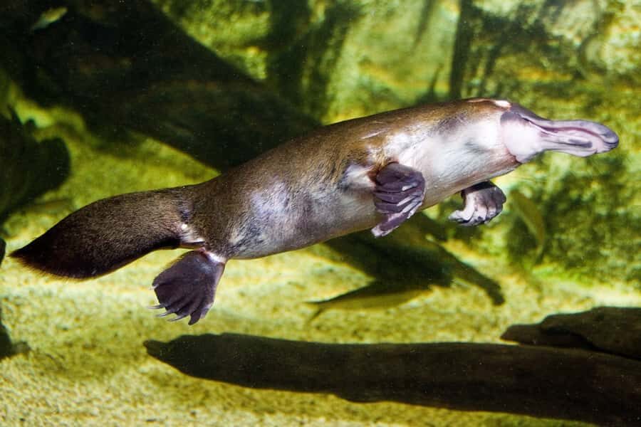 WILD LIFE Sydney Zoo - Keeper talks: the practical reason they’re worth timing your visit