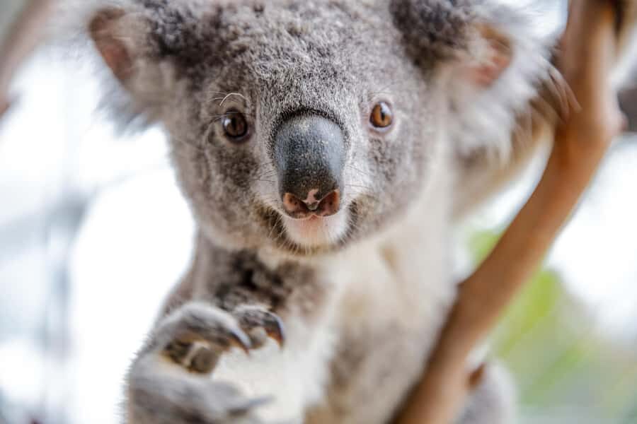 WILD LIFE Sydney Zoo - Kangaroos and the walk-through experience: the best reason to go