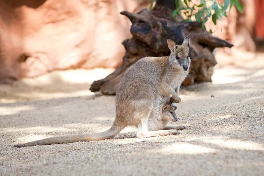 WILD LIFE Sydney Zoo - Wombats and echidnas: burrows, grazing, and slow animal magic