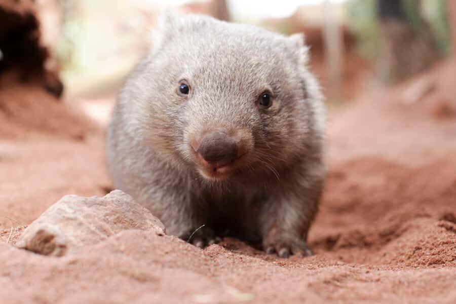 WILD LIFE Sydney Zoo - Rainforest to Kakadu Gorge: how the scenery supports the animals