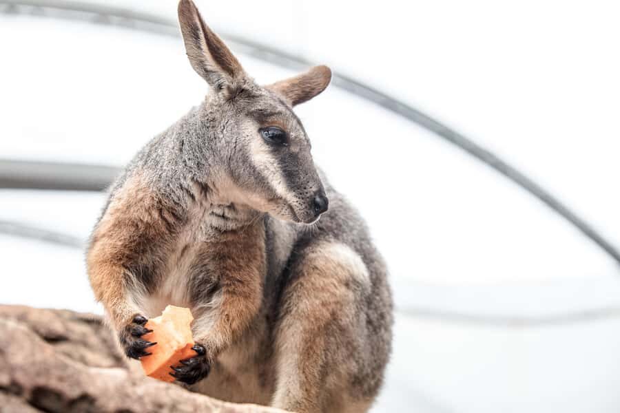 WILD LIFE Sydney Zoo - 9 Aussie habitat zones you can actually finish in a single visit