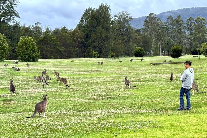 WILD Wombat and Kangaroo Day Tour, All Inclusive - Dinner In Robertson: Historic Pub Comfort Food, Done Right