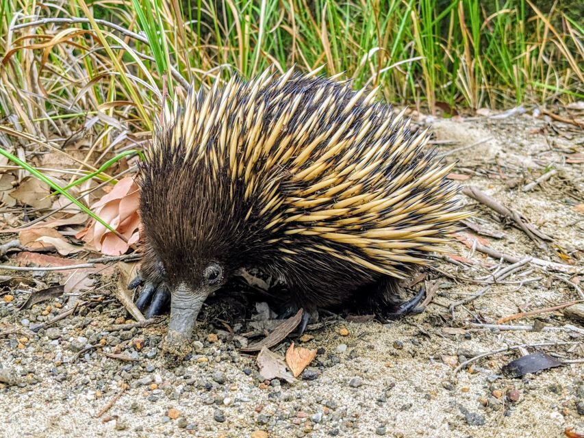 WILD Wombats and Kangaroo Experience, All Inclusive, Sydney - Snacks, WiFi, and the Comfort Stuff That Makes the Day Feel Easy