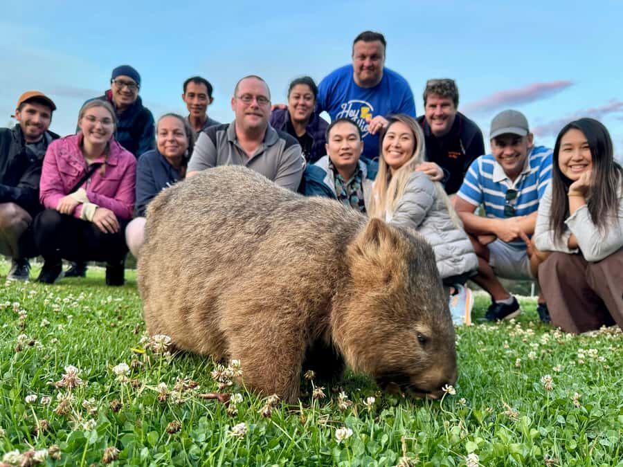 WILD Wombats and Kangaroo Experience, All Inclusive, Sydney - Morton National Park + a Hidden-Gem Dinner Moment at Sunset