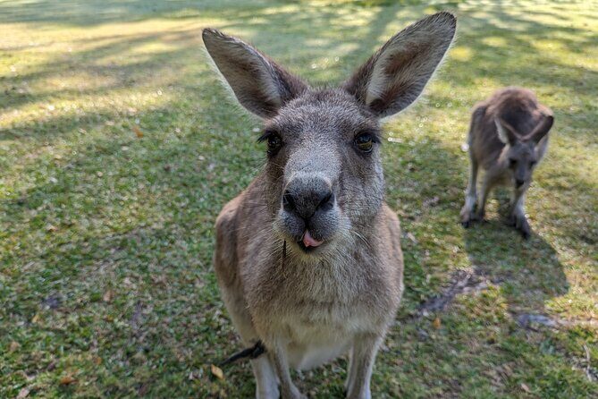 Wilderness, Waterfalls, Three Sisters BLUE MOUNTAINS PRIVATE TOUR - Animal lovers: the optional Sydney Zoo stop