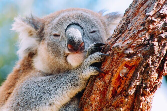 Wildlife, Waterfalls and Wine Day Tour from Sydney - Bald Hill Lookout: hang-glider country with Sea Cliff Bridge views