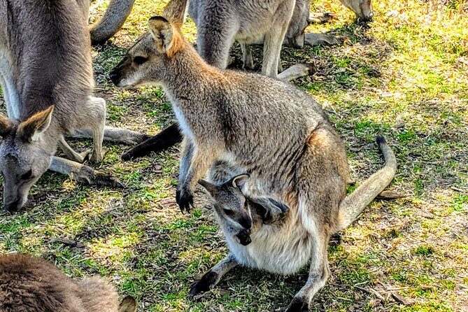 Wildlife, Waterfalls and Wine Day Tour from Sydney - Morton National Park waterfall time: what the hike really demands