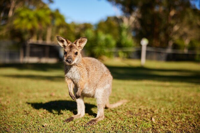 Wildlife, Waterfalls and Wine Day Tour from Sydney - Pacing and motion sickness: the main practical risk