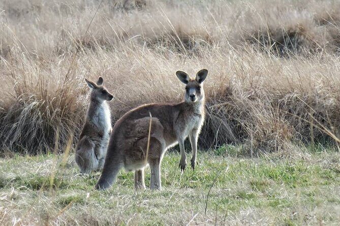 Wombat and Kangaroo Wildlife Tour from Sydney - A Small-Group Wildlife Day Trip From Sydney: The Real “Why”
